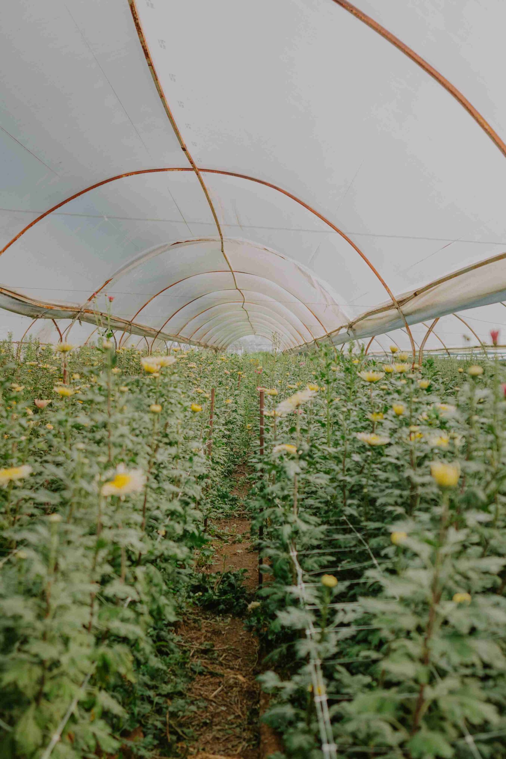 flowers greenhouse