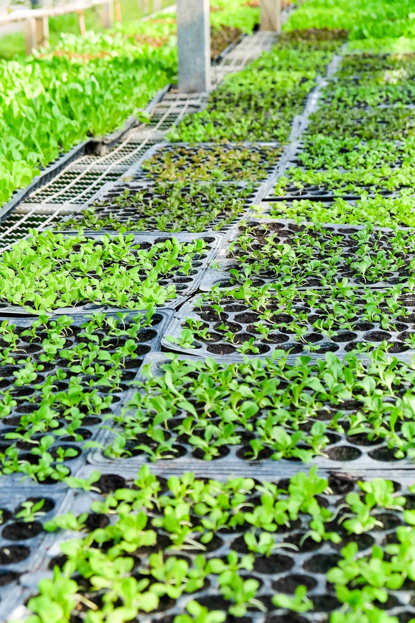 plants-growing-greenhouse